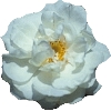 white rose